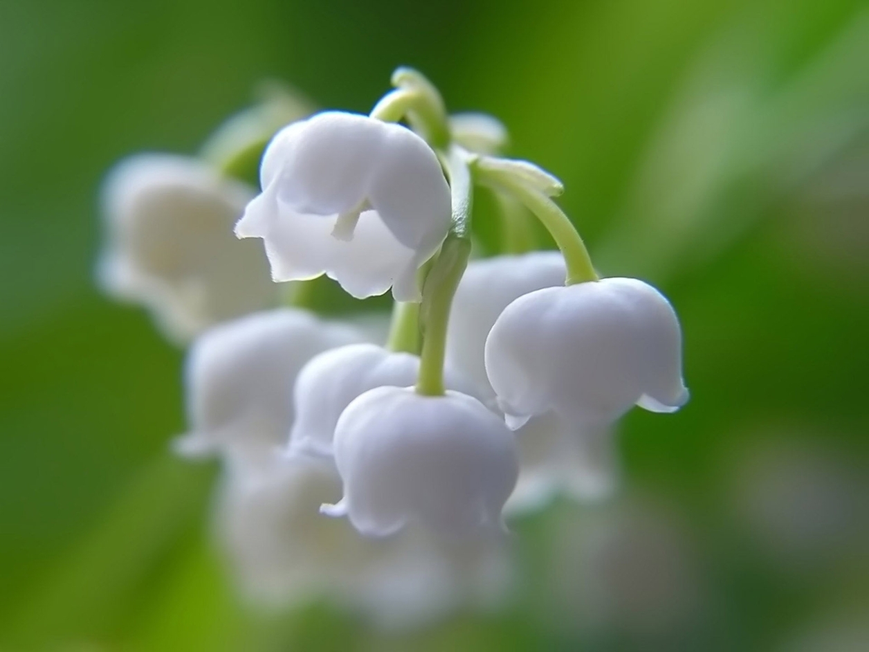Charming Lily of the valley 10