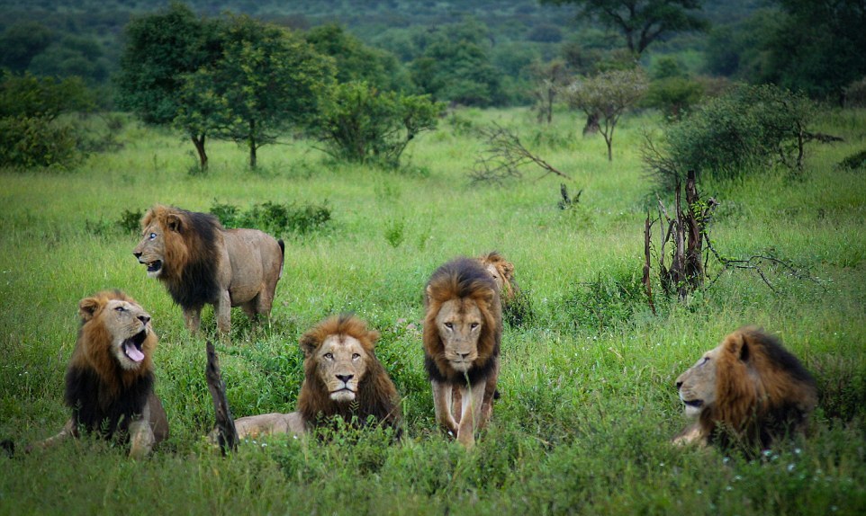 Dangerous men's club. coalition of lions in the Kruger national Park 06