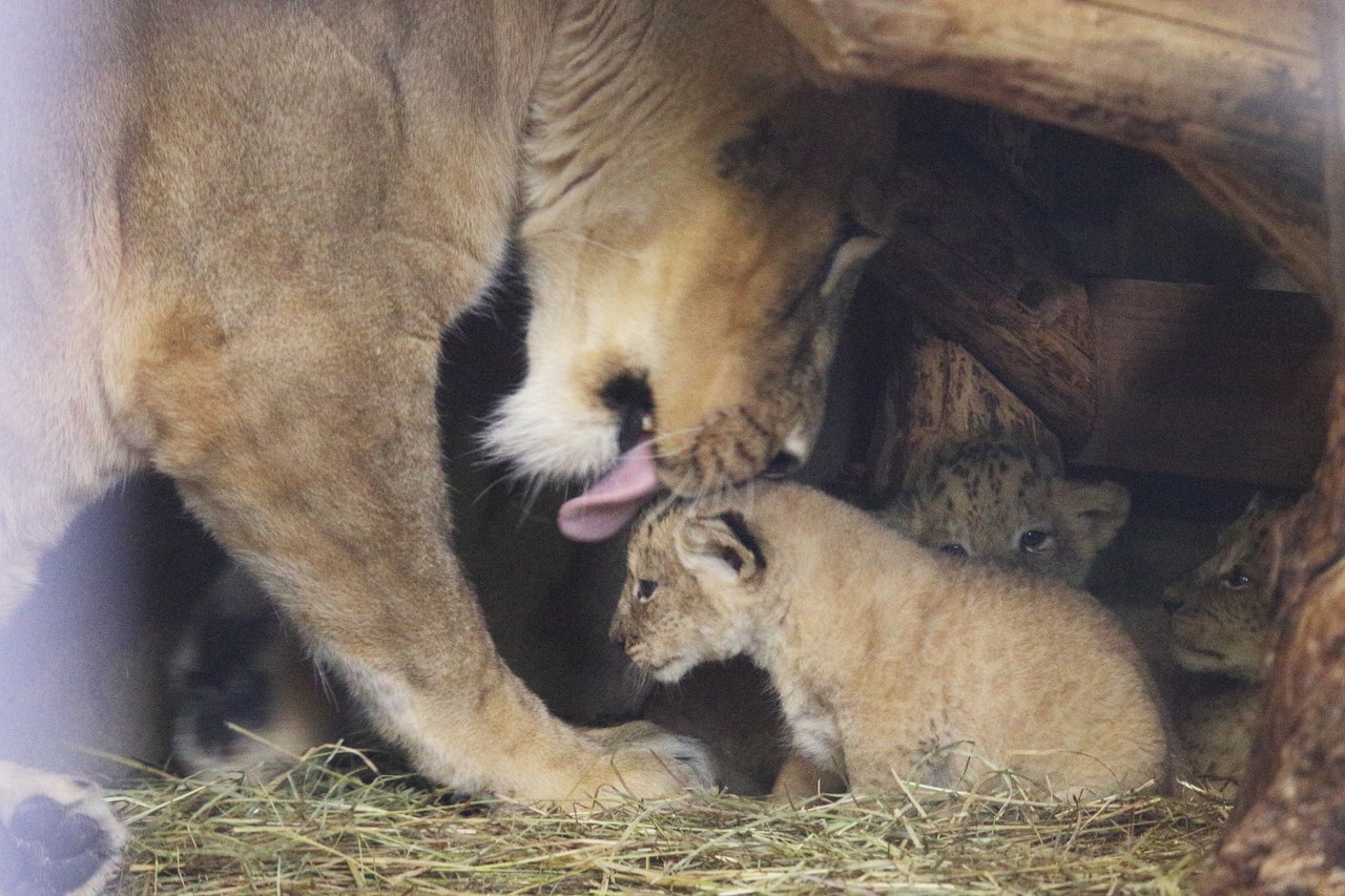 For the first time in 20 years at the Leningrad zoo born cubs 01