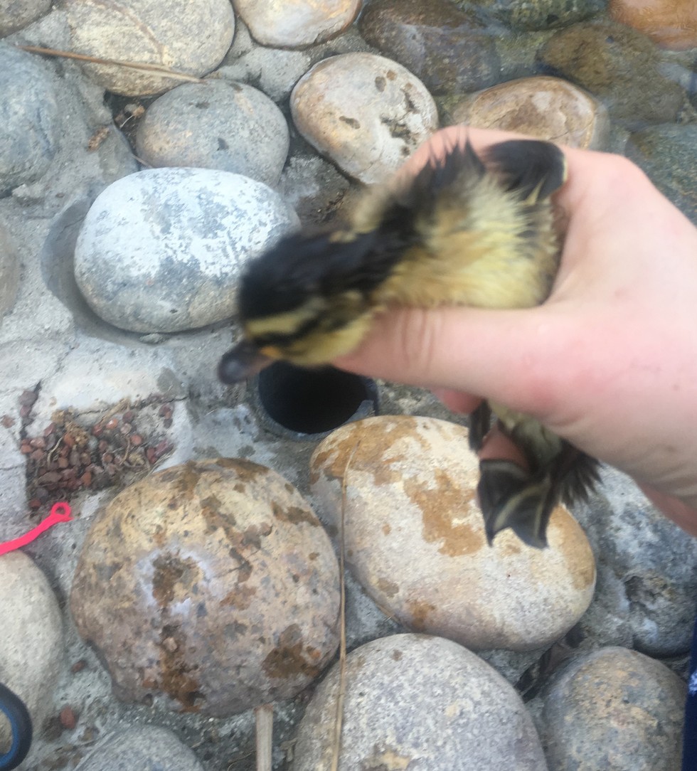 Girl rescued trapped ducklings 04