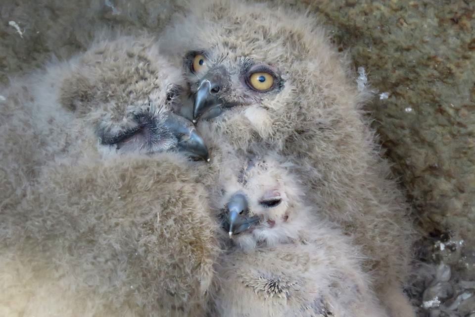 In the Moscow zoo have shown the eagle owl nestlings 01