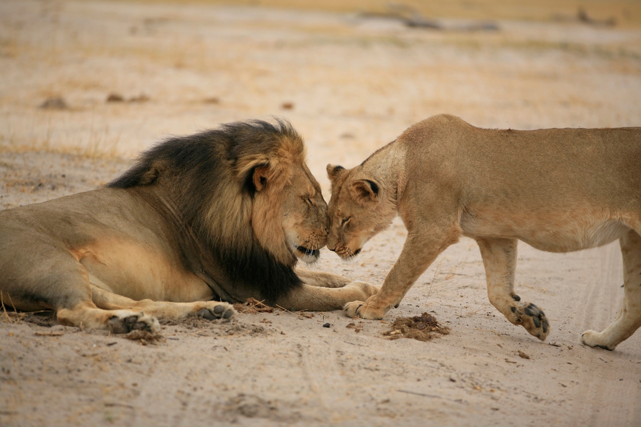 National Park -Hwange- the lion and Cecil 01