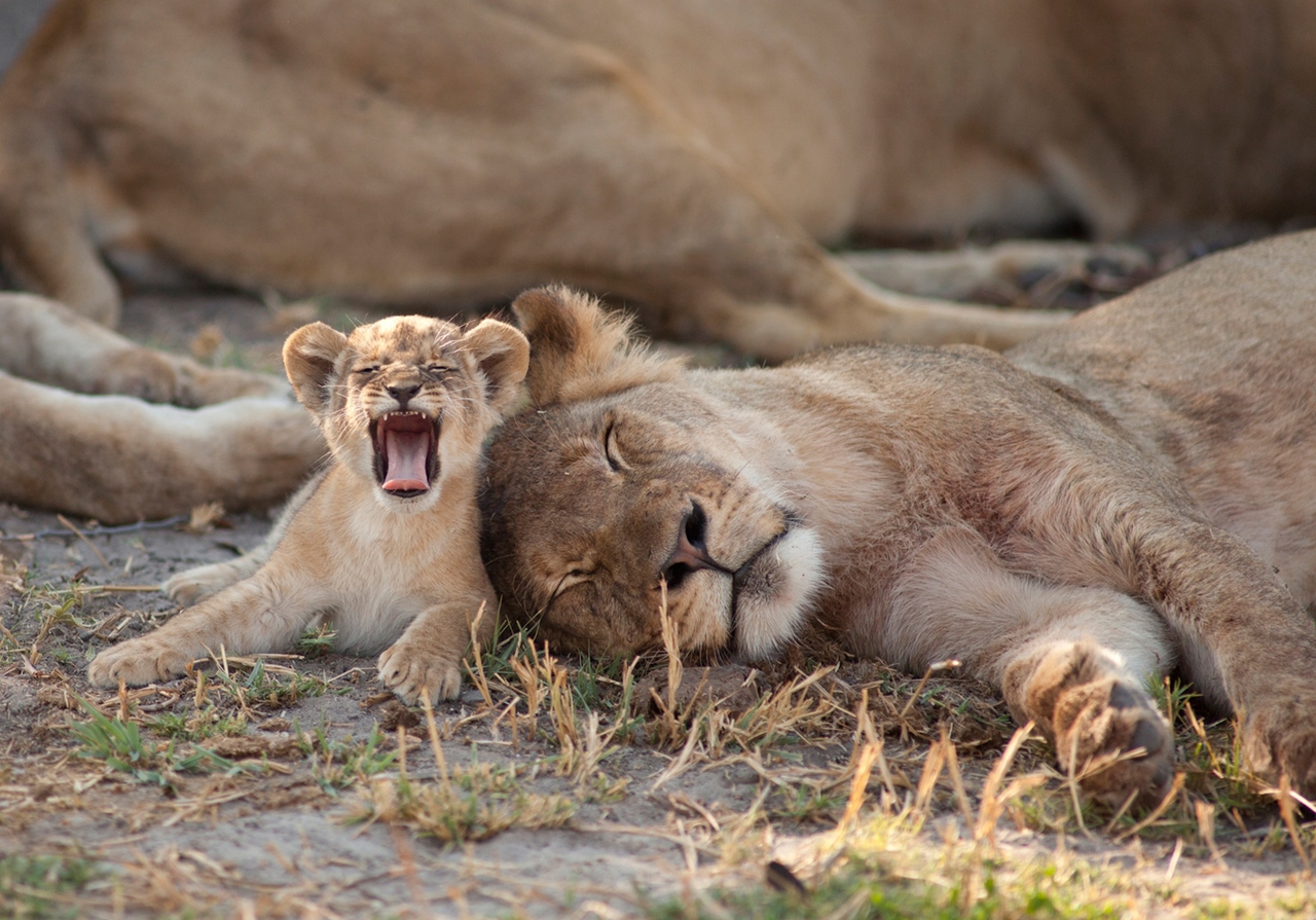National Park -Hwange- the lion and Cecil 10
