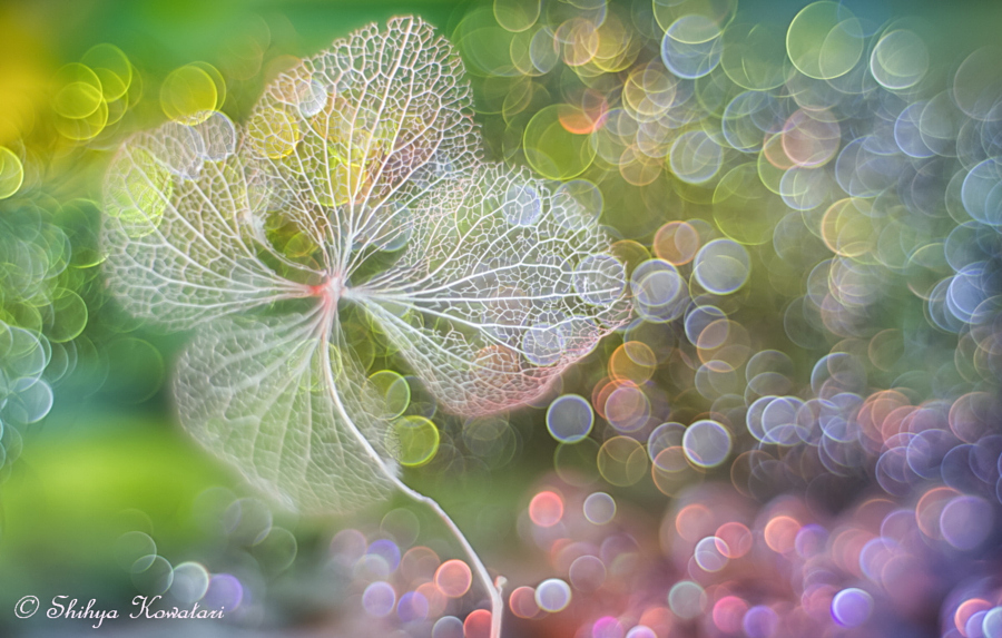 Pictures with bokeh effect for inspiration 30