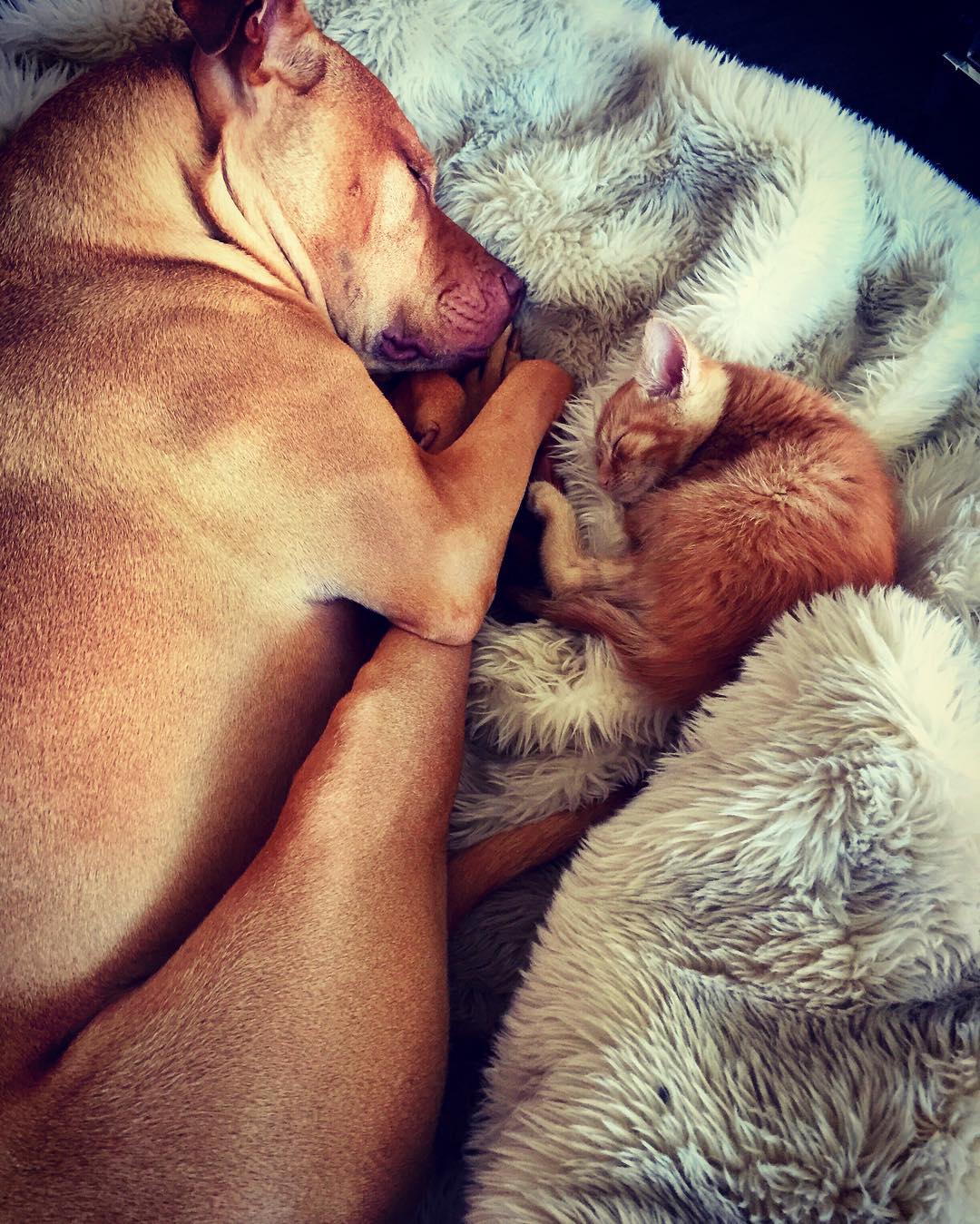 Rescued pit bull made friends with a kitten 05