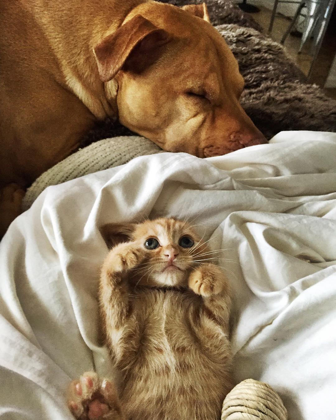 Rescued pit bull made friends with a kitten 08