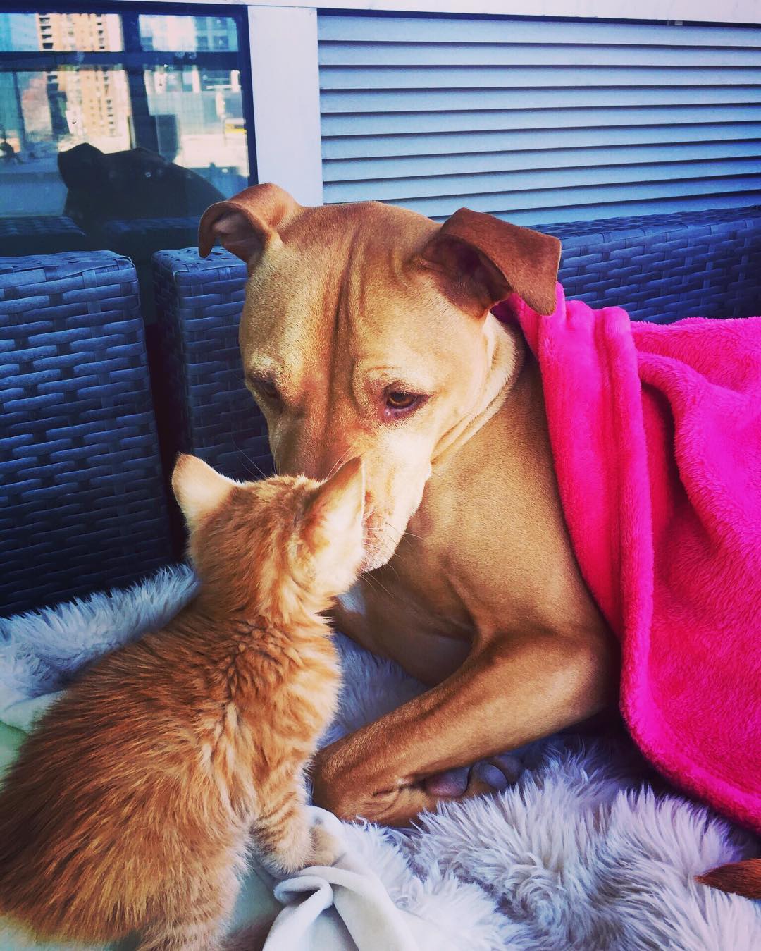 Rescued pit bull made friends with a kitten 10