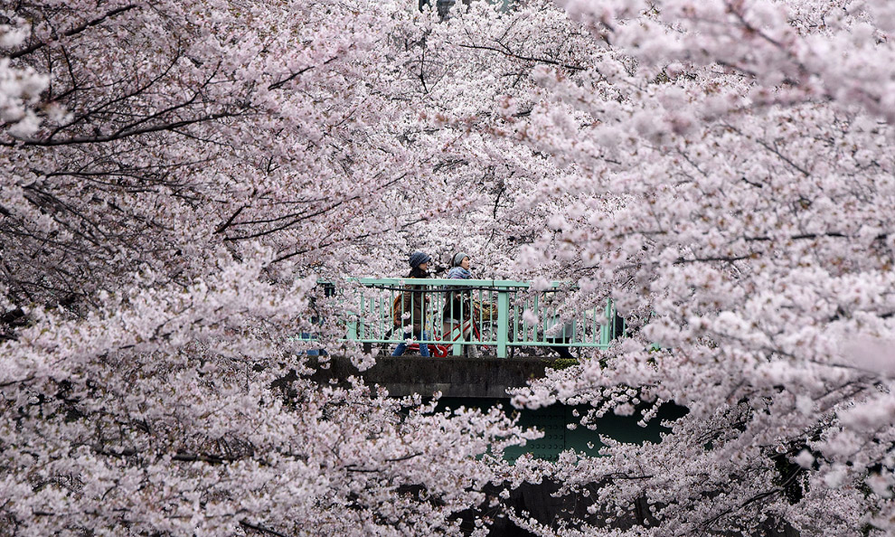 The cherry blossoms in Japan 09