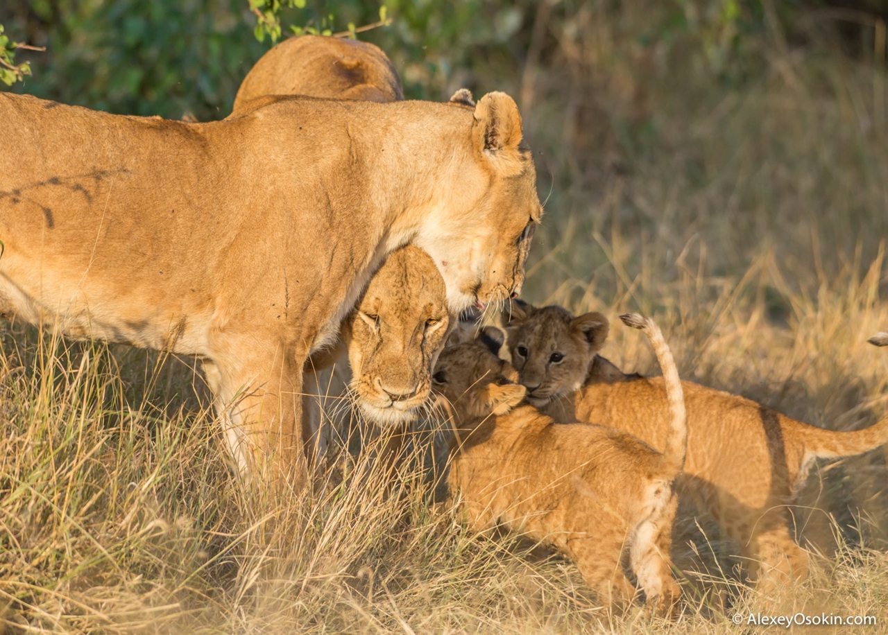 The history of lion Masai Mara 01