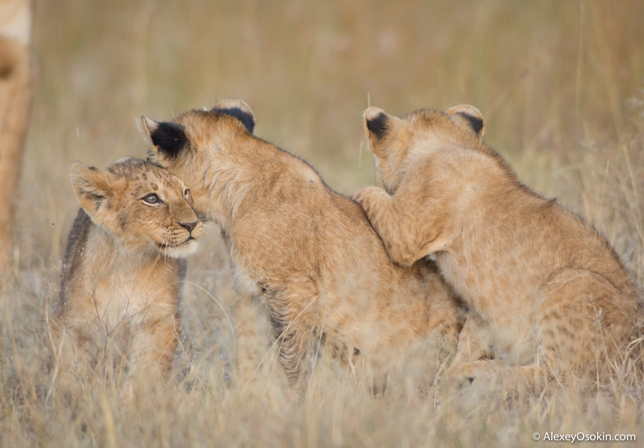 The history of lion Masai Mara 07