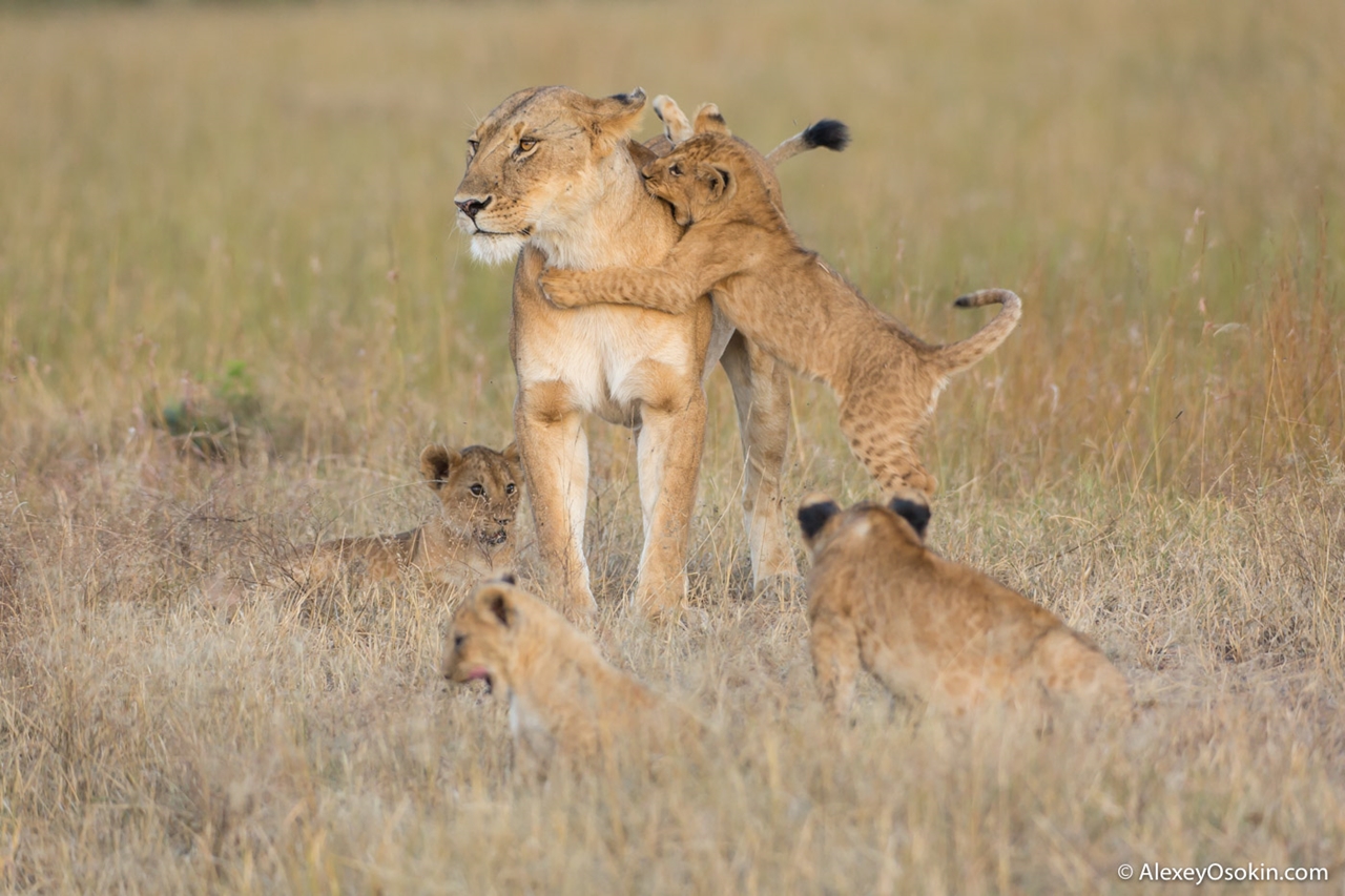 The history of lion Masai Mara 10