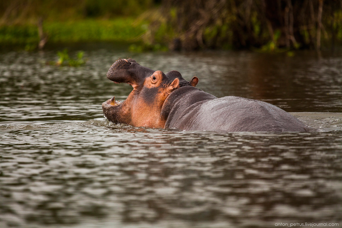 The lake is well suited visiting hippos 07