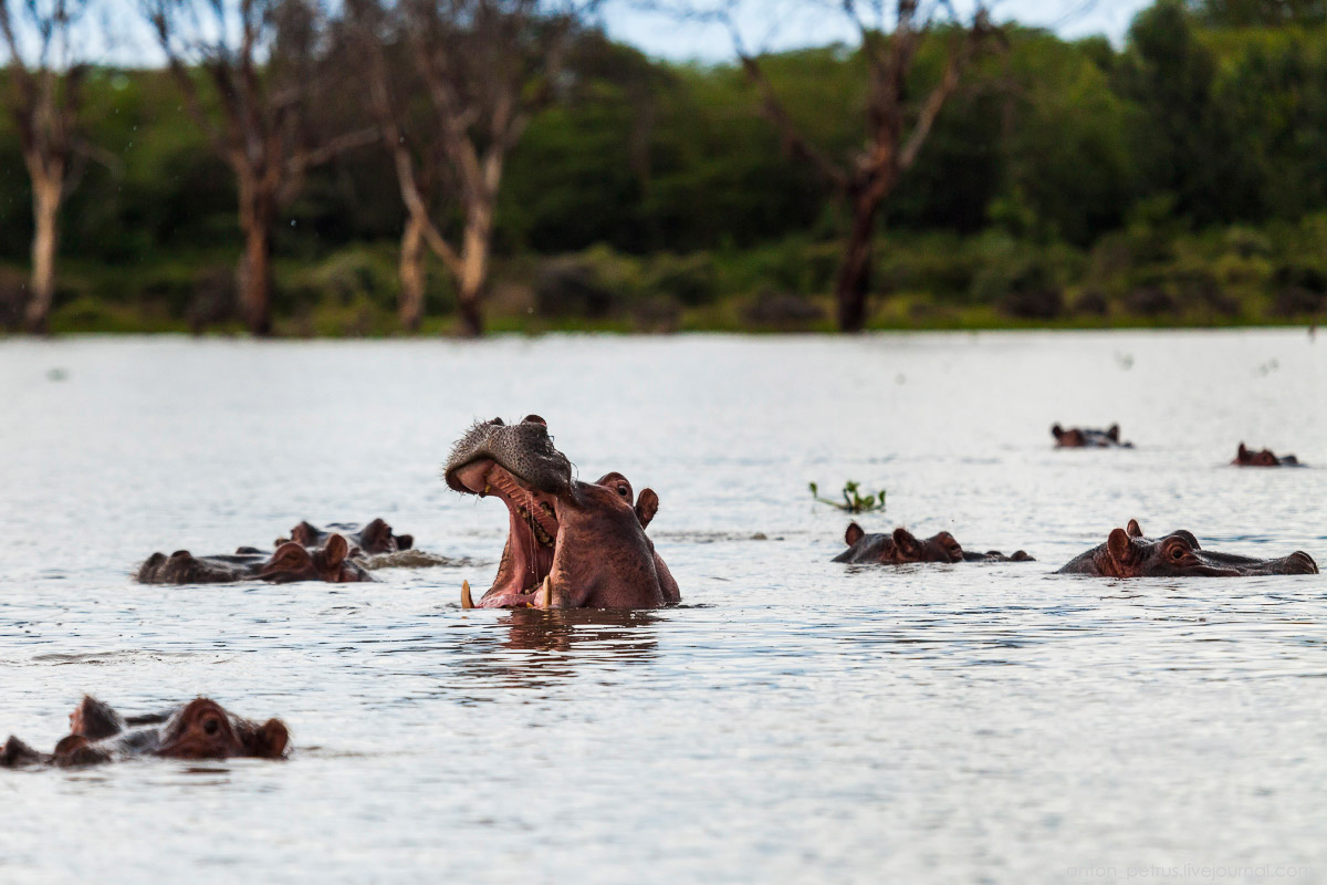 The lake is well suited visiting hippos 11