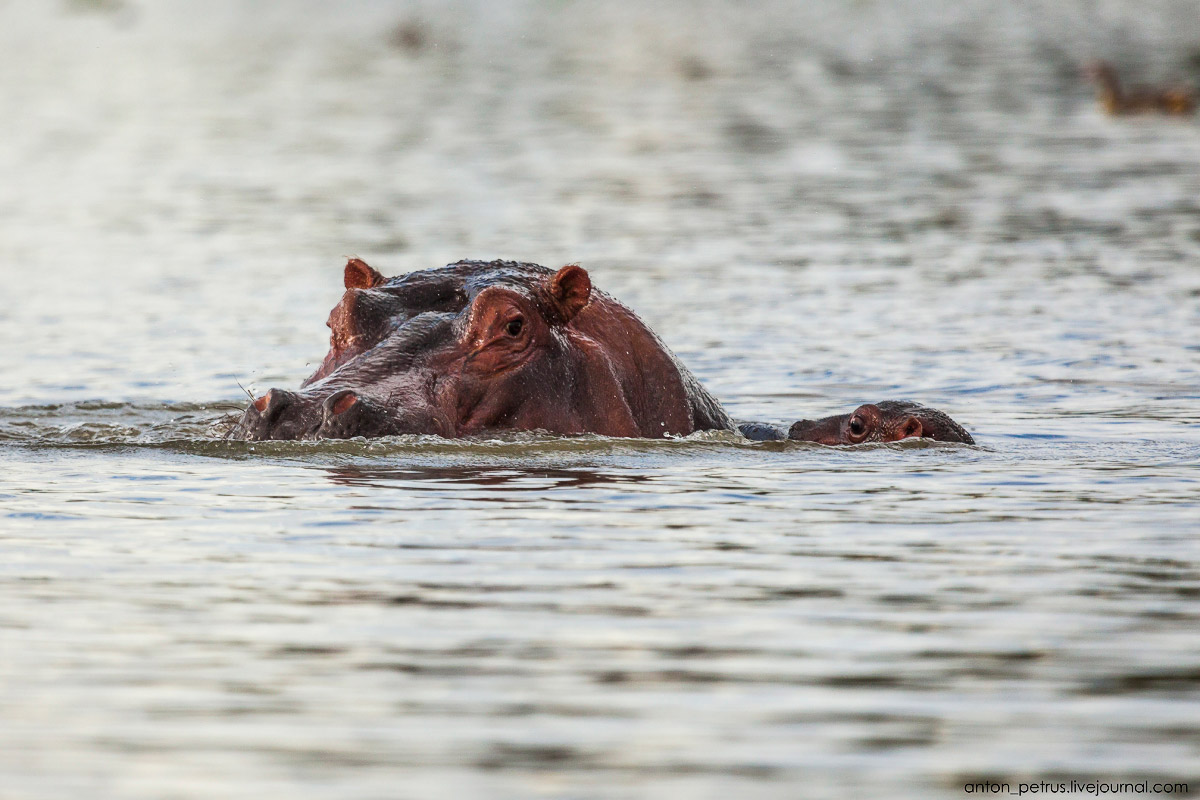 The lake is well suited visiting hippos 12