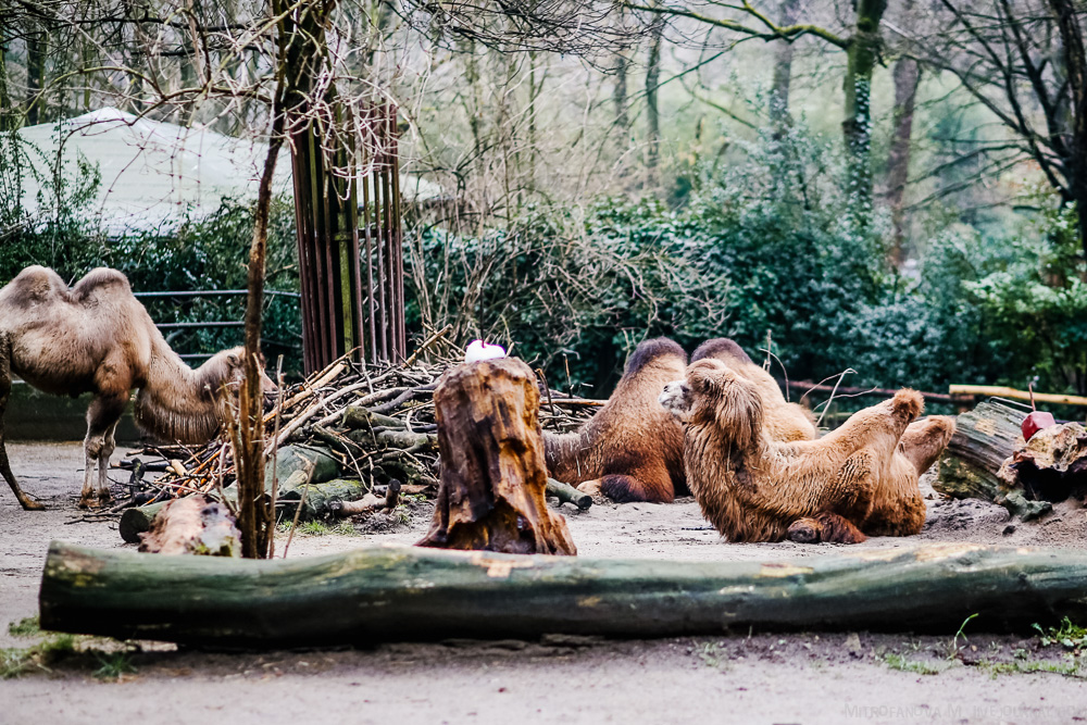 The zoo in Duisburg 16