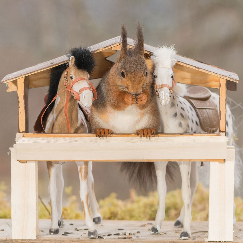 Adorable squirrel-rider 02