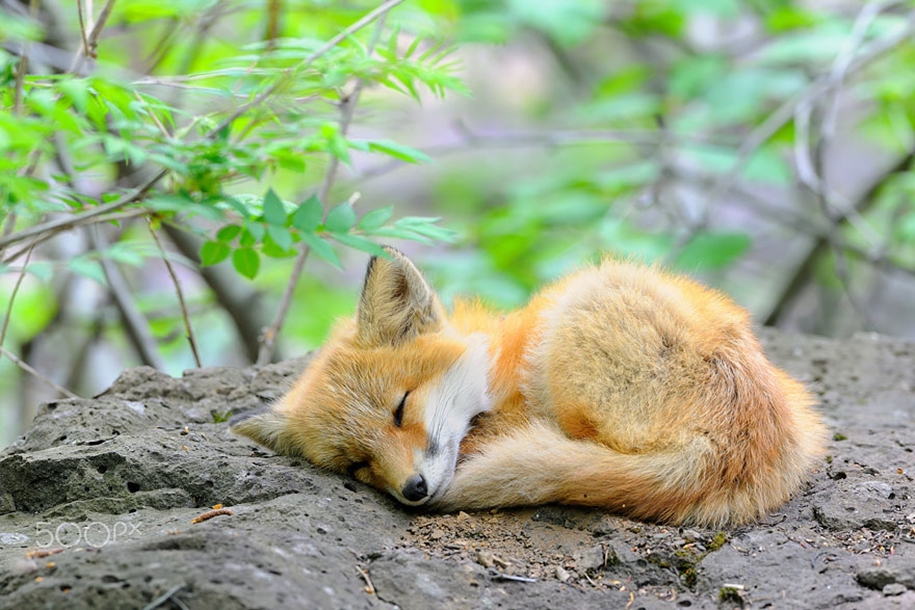Baby Foxes That Are Too Cute To Be True 06