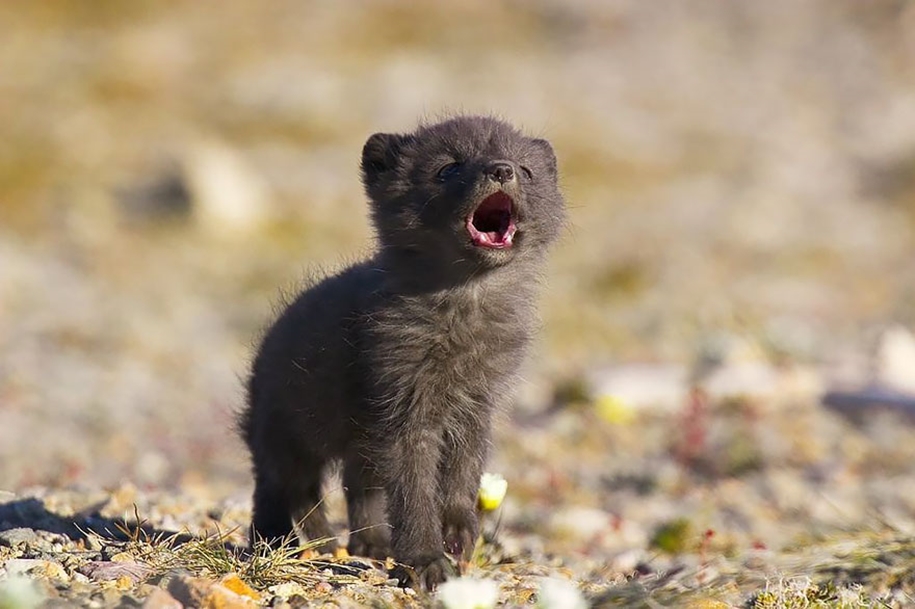 Baby Foxes That Are Too Cute To Be True 14