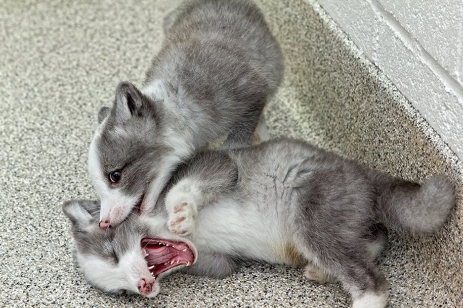 Baby Foxes That Are Too Cute To Be True 29
