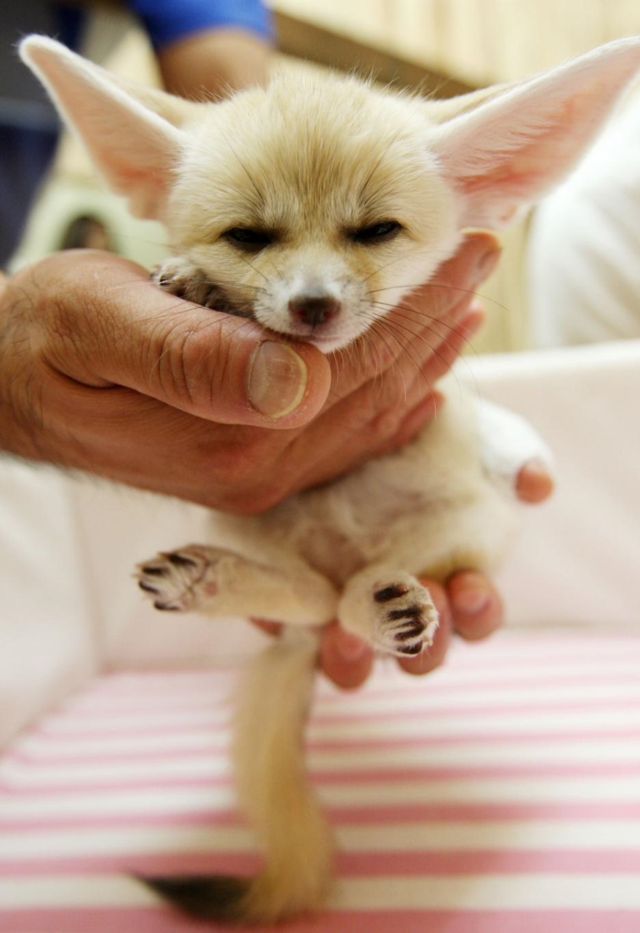 Baby Foxes That Are Too Cute To Be True 31