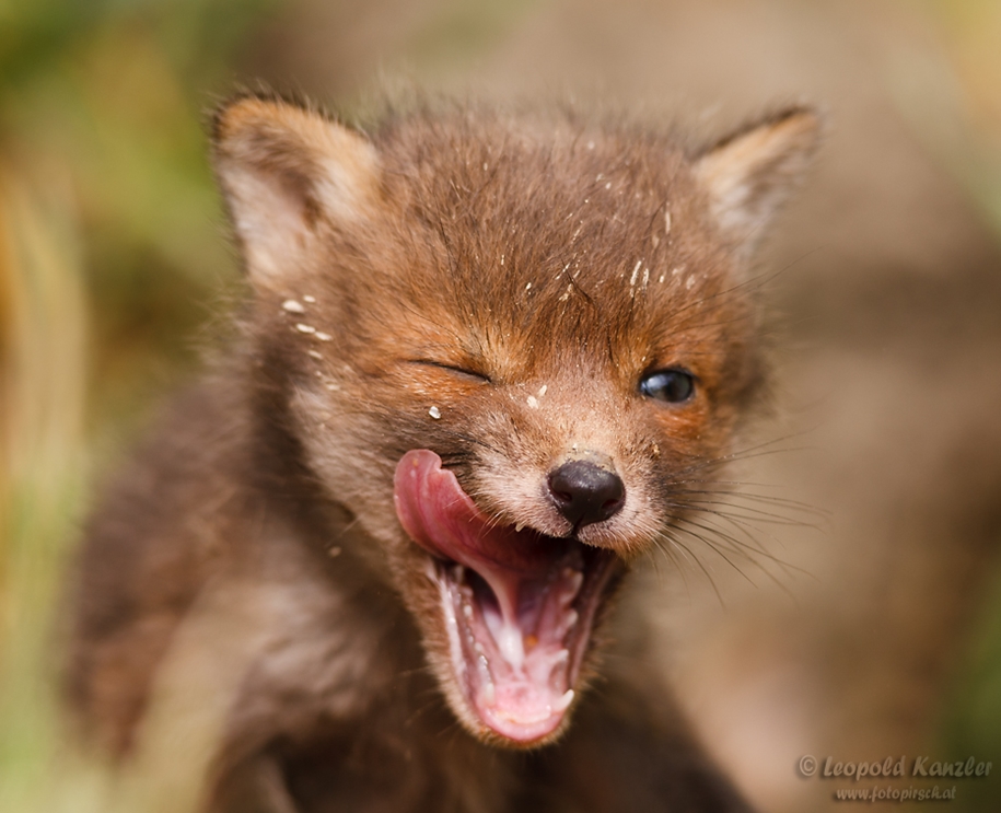 Baby Foxes That Are Too Cute To Be True 33