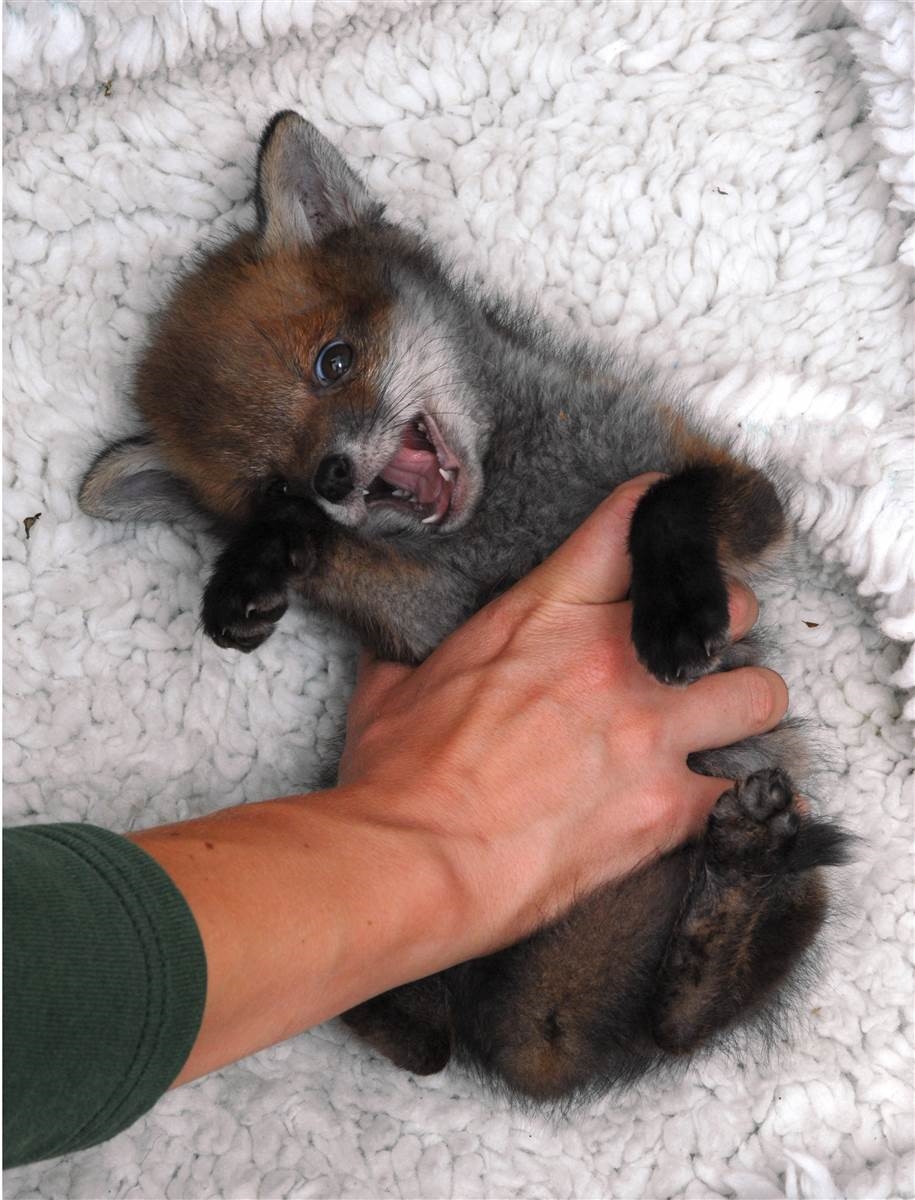 Baby Foxes That Are Too Cute To Be True 36