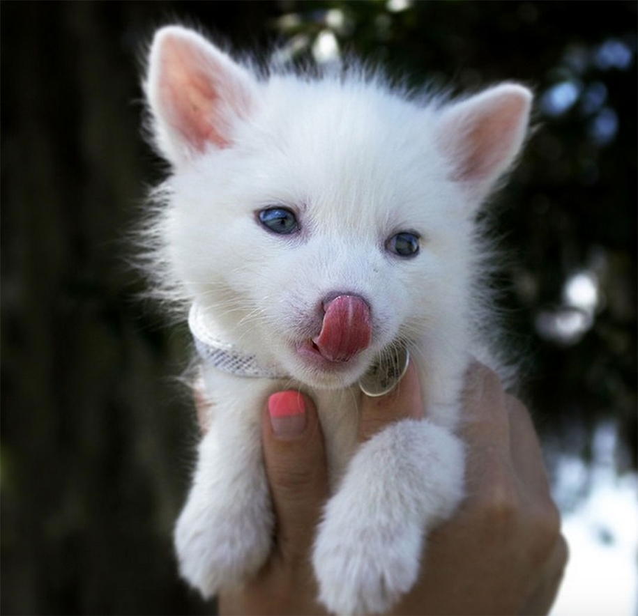 Baby Foxes That Are Too Cute To Be True 37
