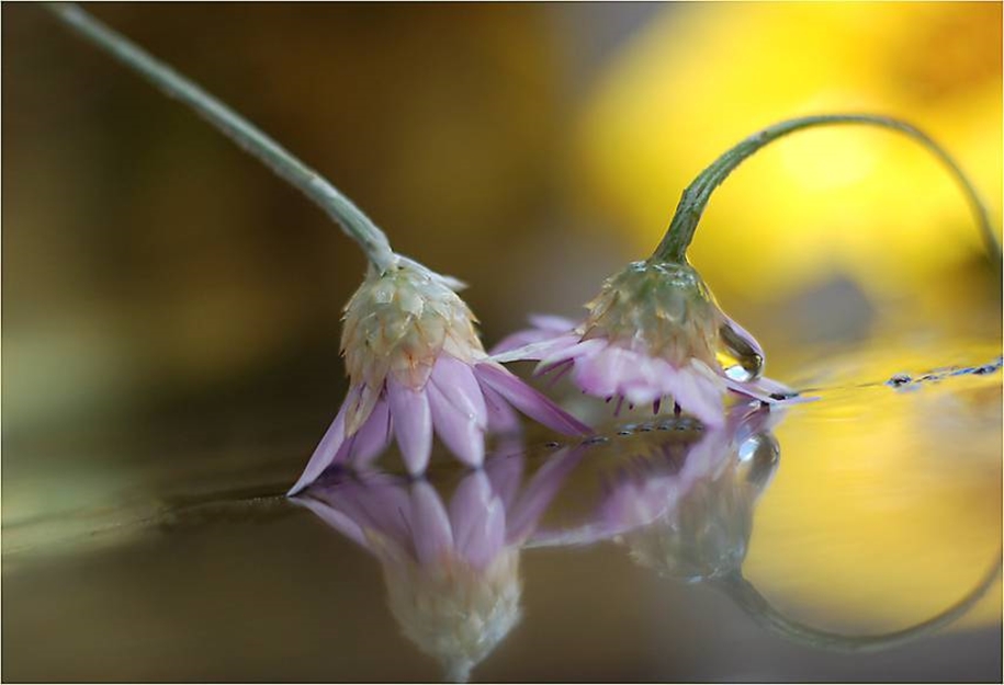 Beautiful and delicate work of the photographer Jay Nan 10