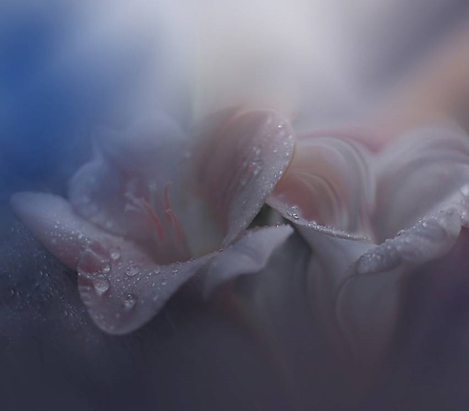 Beautiful and delicate work of the photographer Jay Nan 31