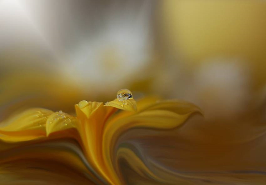 Beautiful and delicate work of the photographer Jay Nan 37