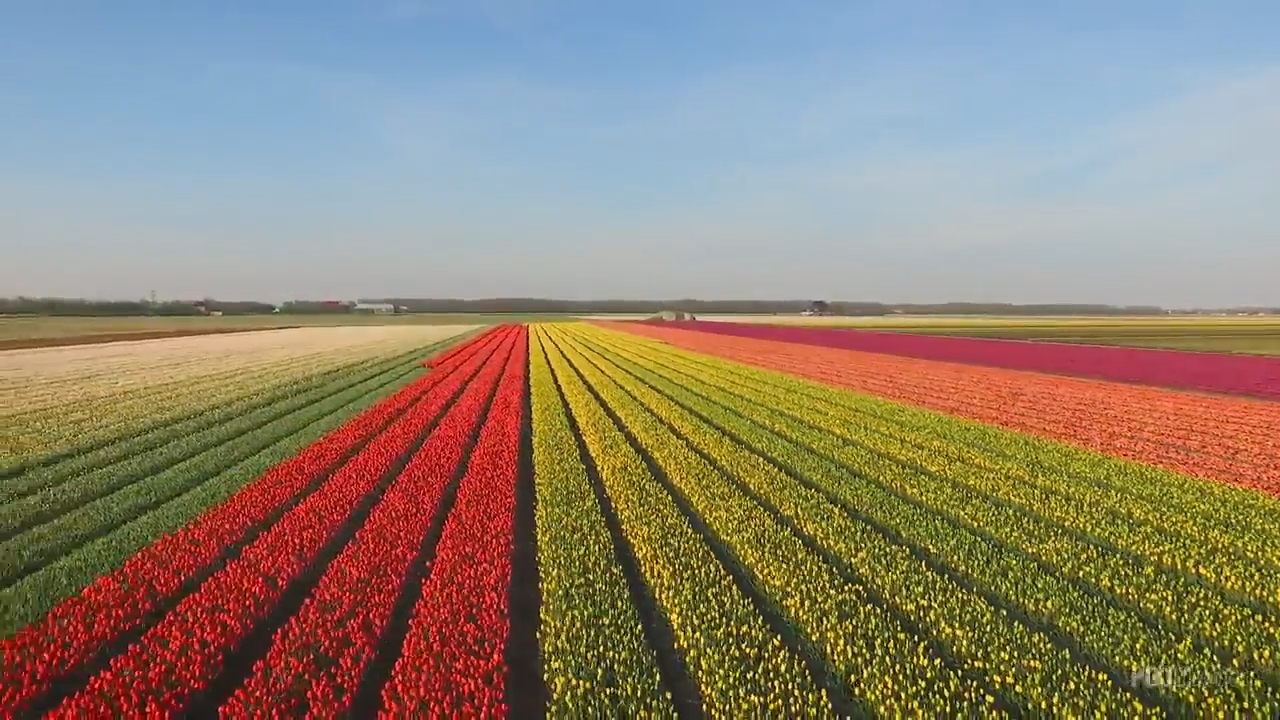 Drone flight over the flower fields in Holland