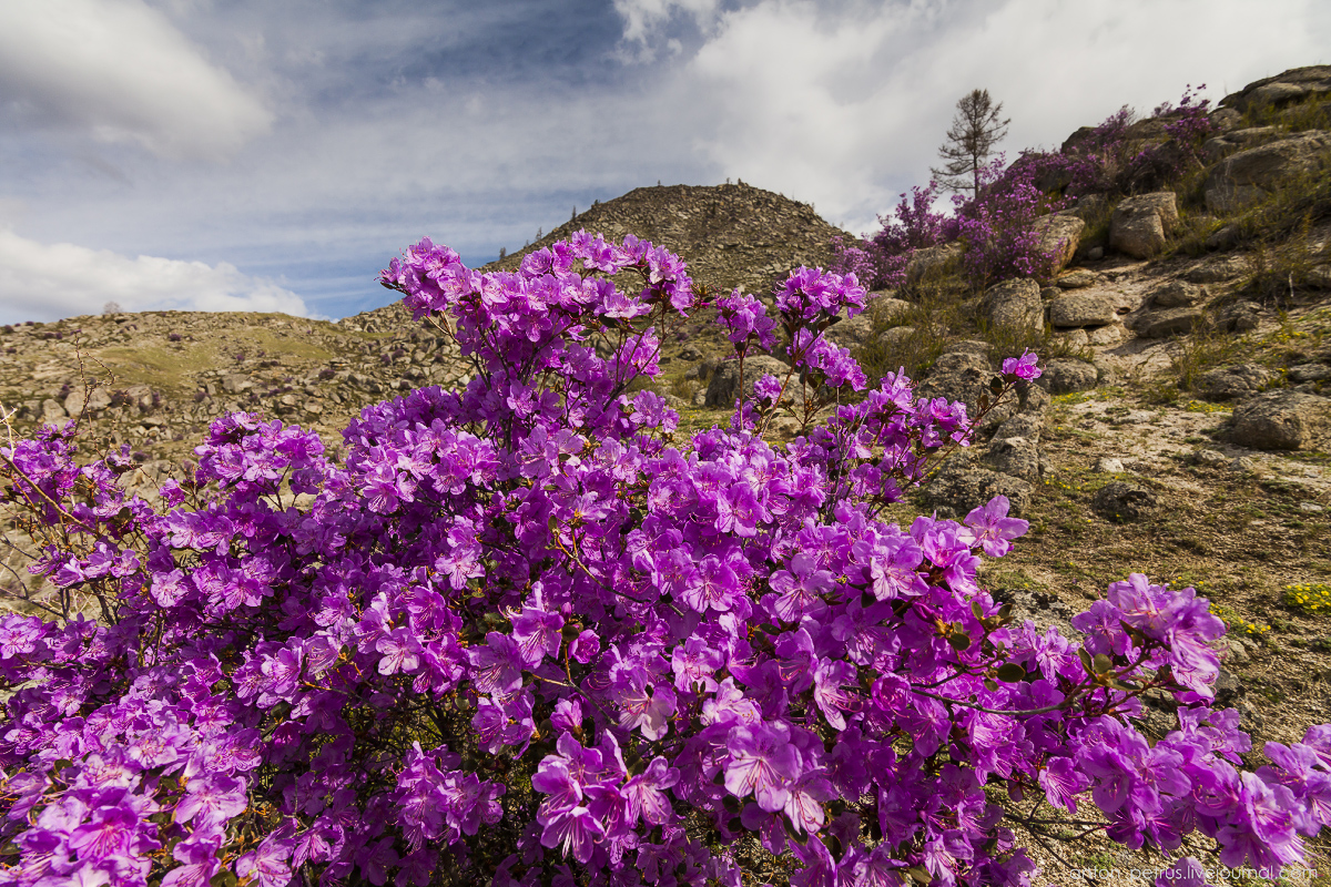 Flowering maralnik in the Altai 01