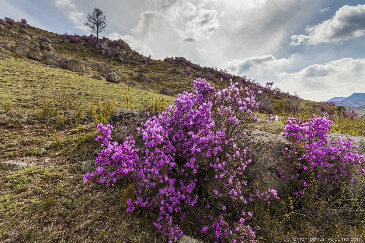 Flowering maralnik in the Altai 04
