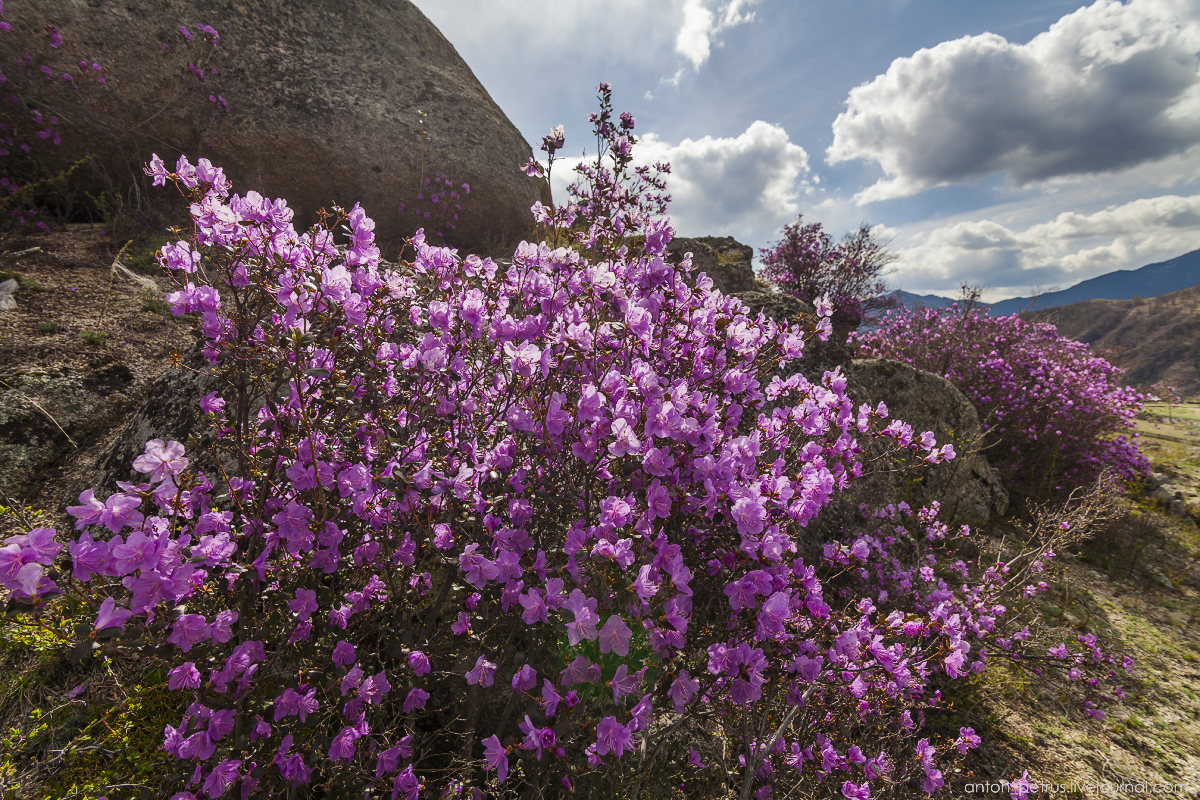 Flowering maralnik in the Altai 11