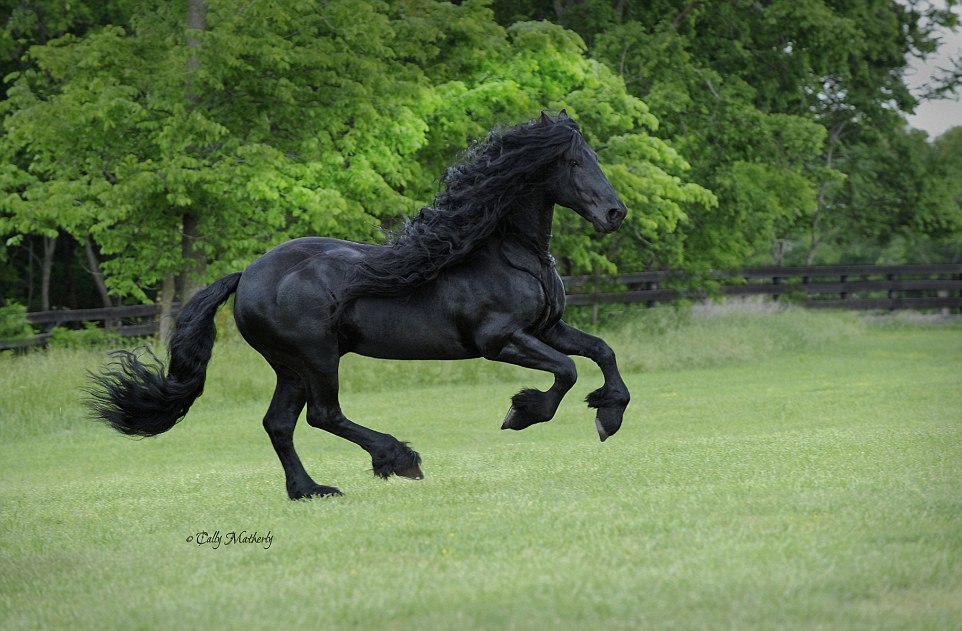 Friedrich - the most beautiful horse in the world 01