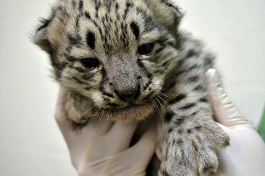 In Ohio zoo first came to light three baby snow leopards 06