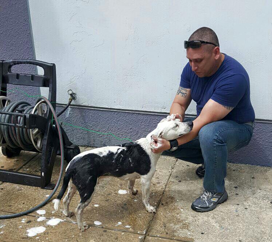 In Puerto Rico homeless dog found a job in a police station 02