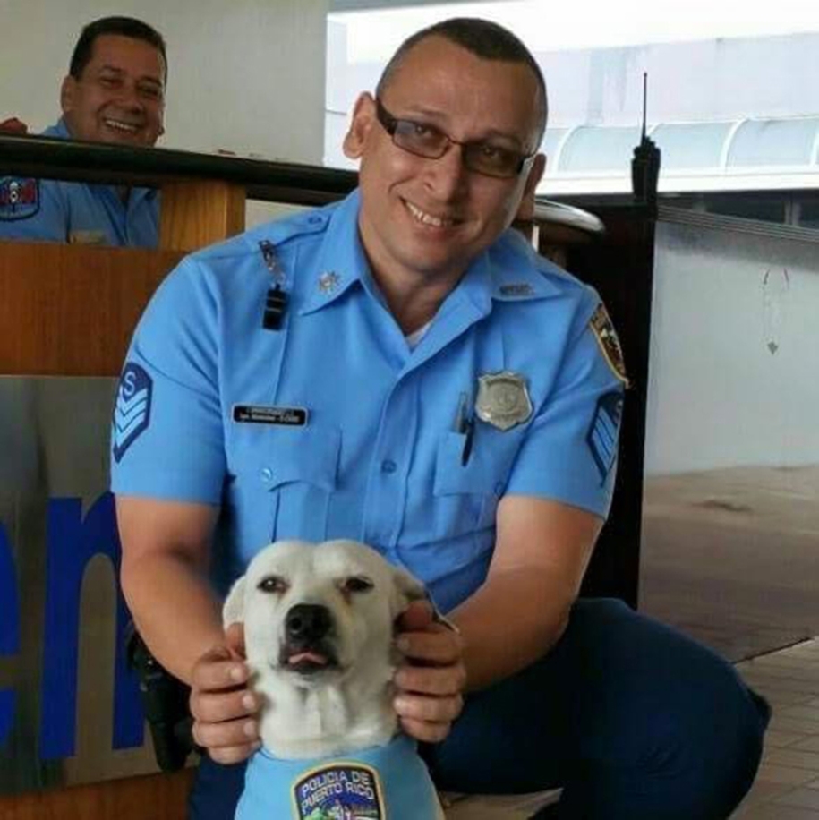 In Puerto Rico homeless dog found a job in a police station 03