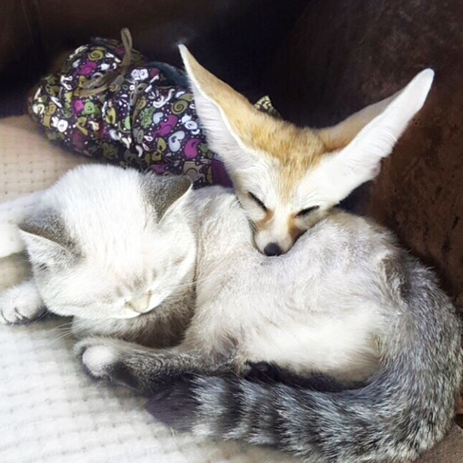 New star Instagram, Fox breed Fenech - Kuzma 06