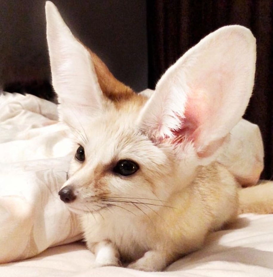 New star Instagram, Fox breed Fenech - Kuzma 09