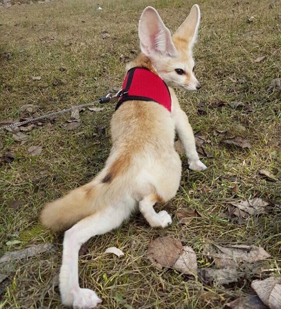 New star Instagram, Fox breed Fenech - Kuzma 11