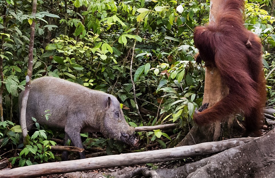 The female orangutan drove a stick boar from her cub 04