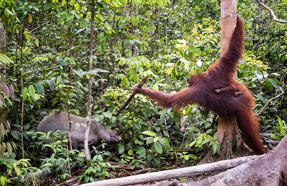 The female orangutan drove a stick boar from her cub 06