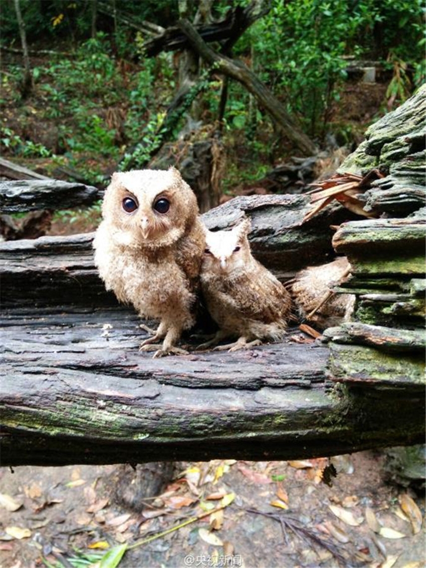 The rescued owlets, who conquered millions of Chinese 06