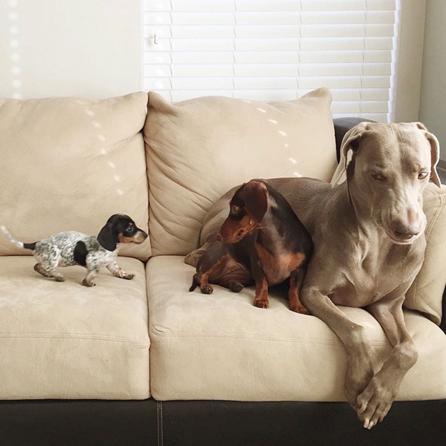 Two dogs took the third puppy and become best friends 01