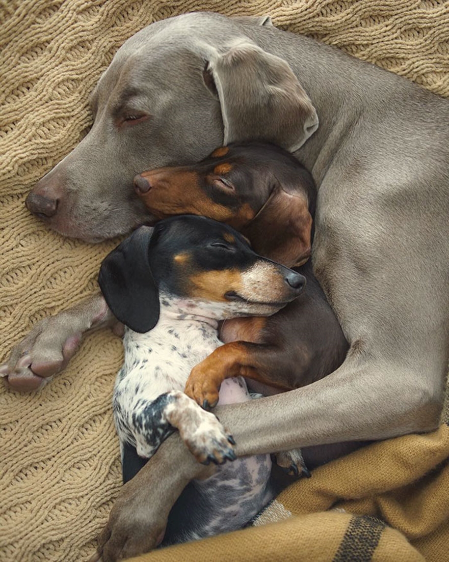 Two dogs took the third puppy and become best friends 10