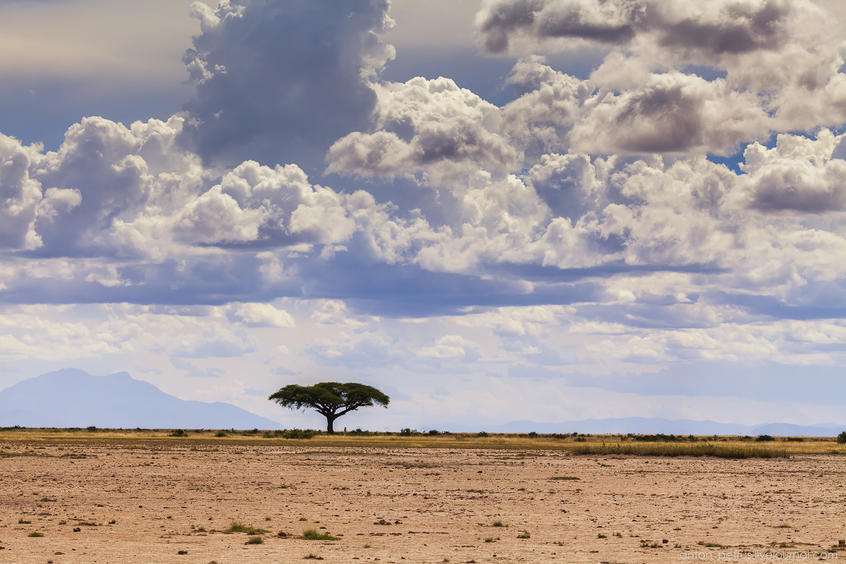 Under the roof of Africa. Amboseli 02