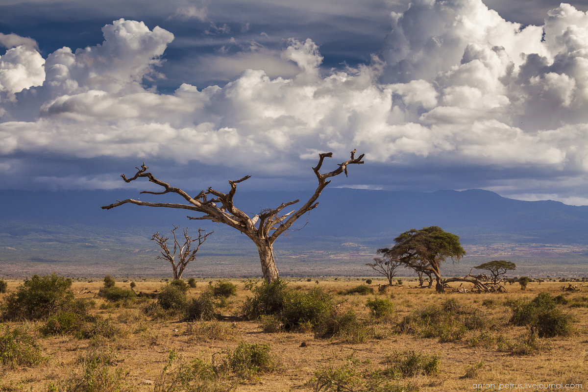 Under the roof of Africa. Amboseli 06