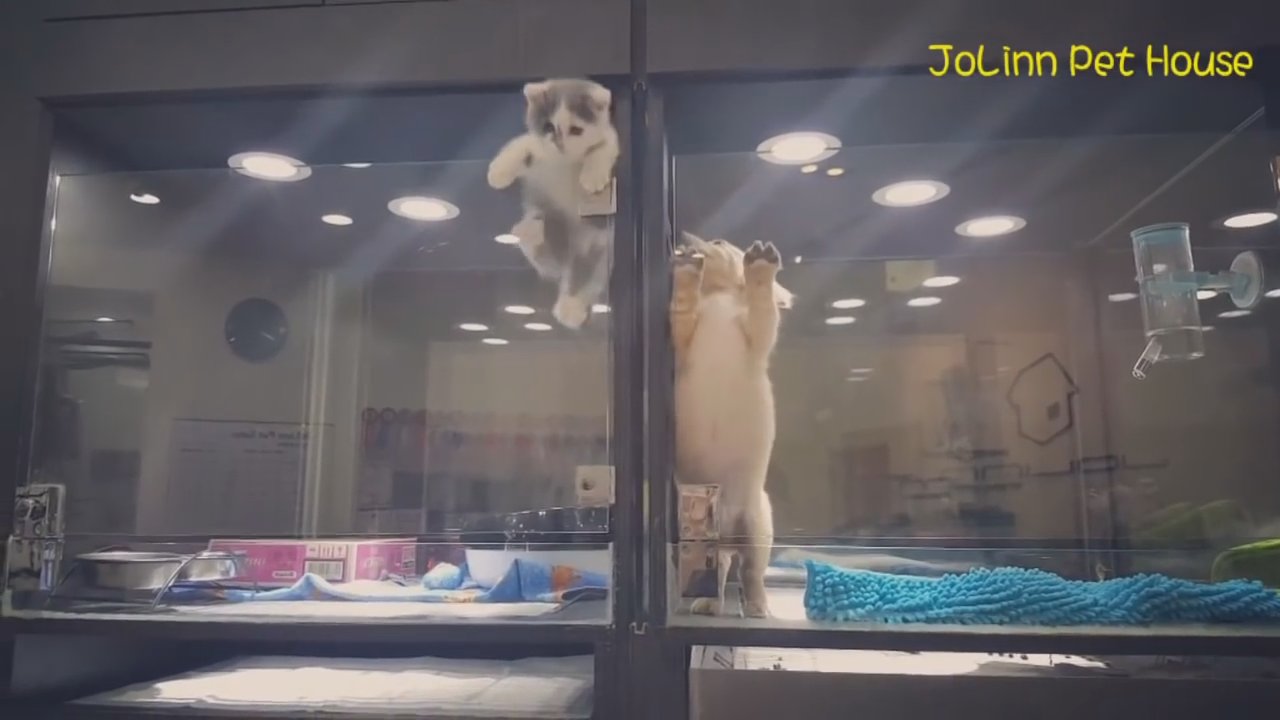 Cute video of a kitten who has overcome a high barrier to reunite with each other