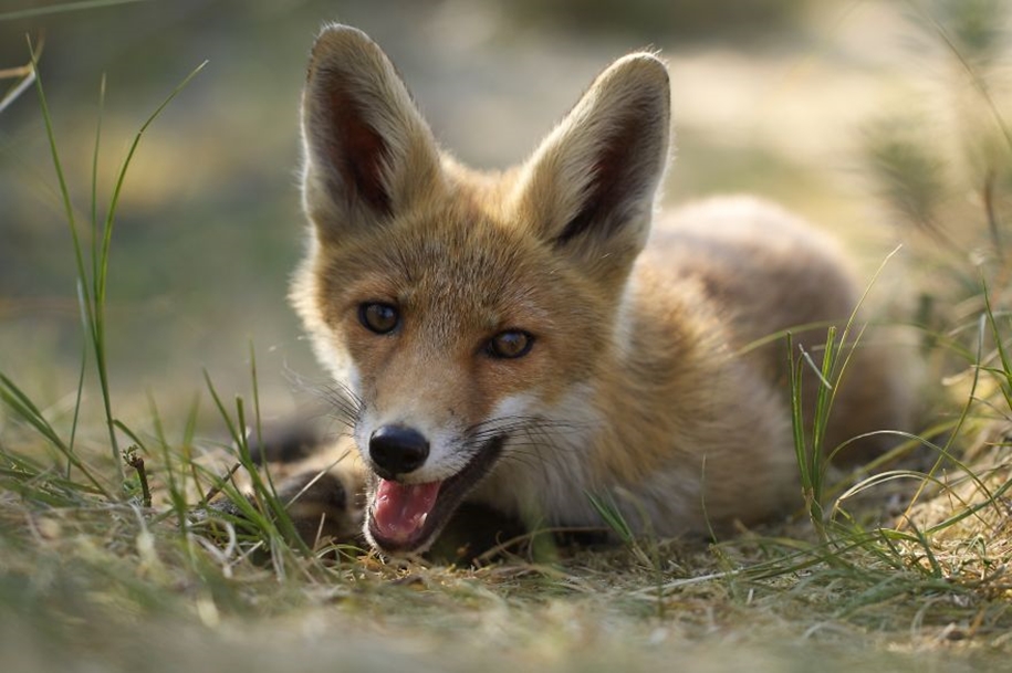 Foxes living in the dunes on the coast of the Netherlands 12